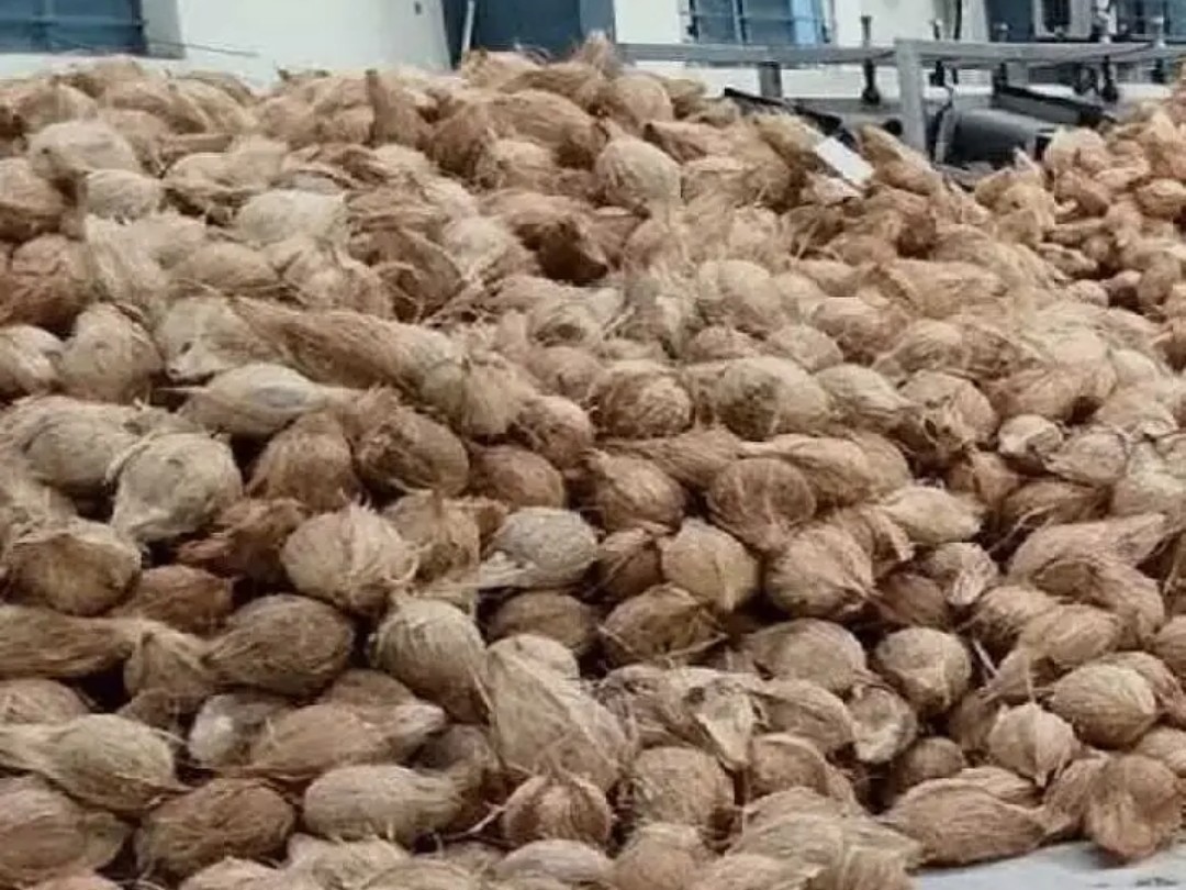 నేడు మండలంలో కొబ్బరికాయల విక్రయానికి వేలం