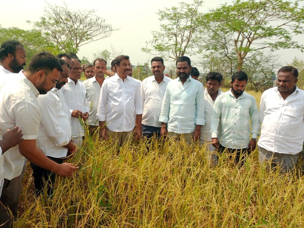 పంటలు పరిశీలించిన ఎమ్మెల్యే