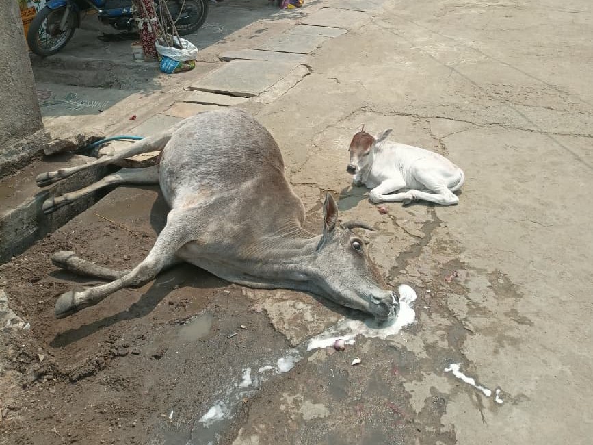 పాము కాటుతో ఆవు మృతి