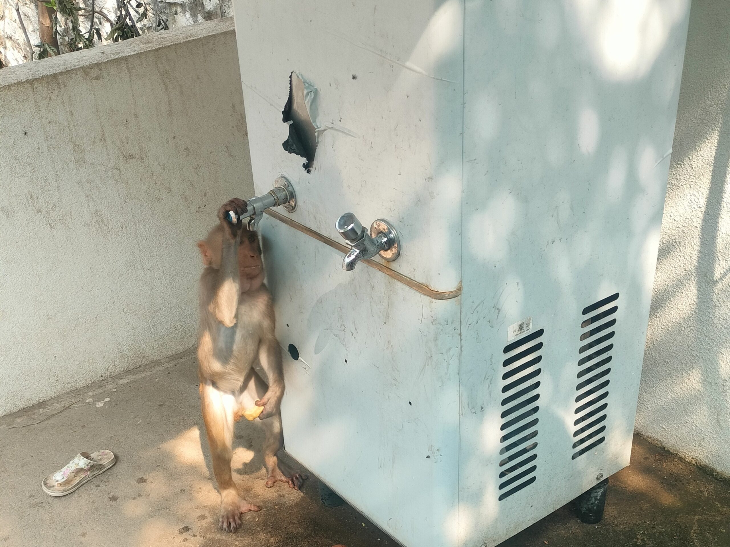 దాహార్తితో అల్లాడుతున్న ప్రాణులు..!