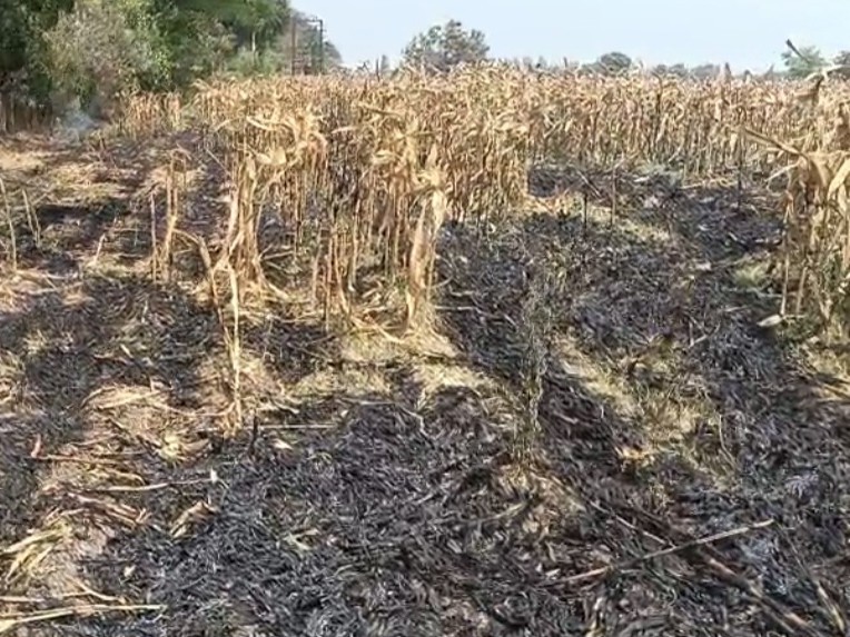 మొక్కజొన్న పంటకు అగ్నిప్రమాదం.. 80 ఎకరాల పంట దగ్ధం