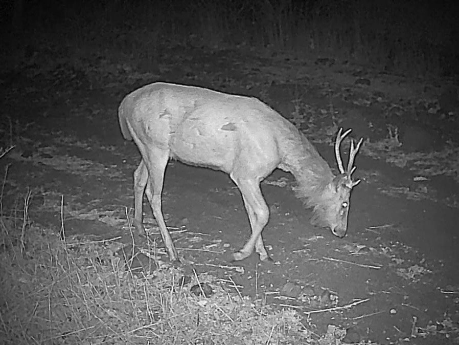 వన్యప్రాణుల సంరక్షణలో కెమెరా ట్రాప్స్ కీలక పాత్ర