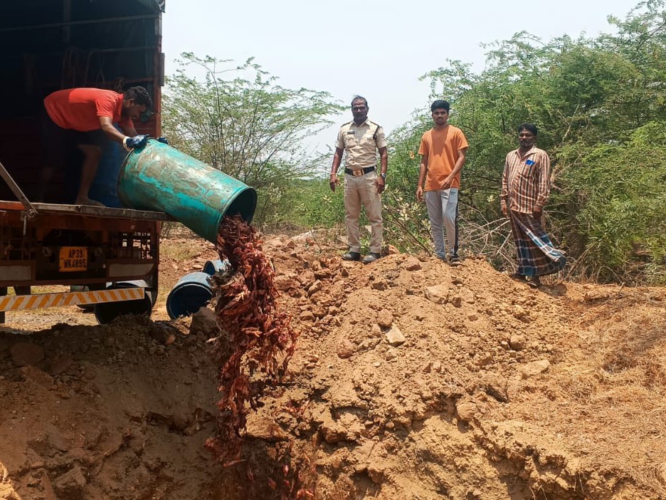 చికెన్ వ్యర్ధాల డ్రమ్ములను పూడ్చిపెట్టిన పోలీసులు