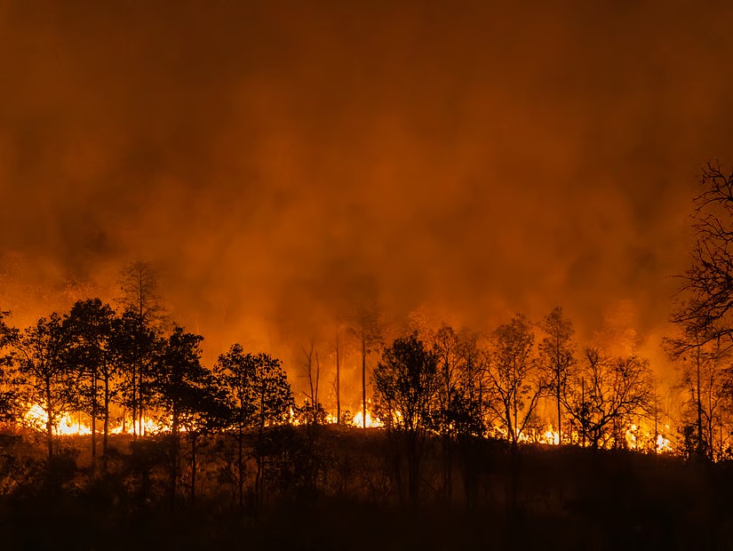 శేషాచలం అటవీ ప్రాంతంలో చెలరేగిన మంటలు