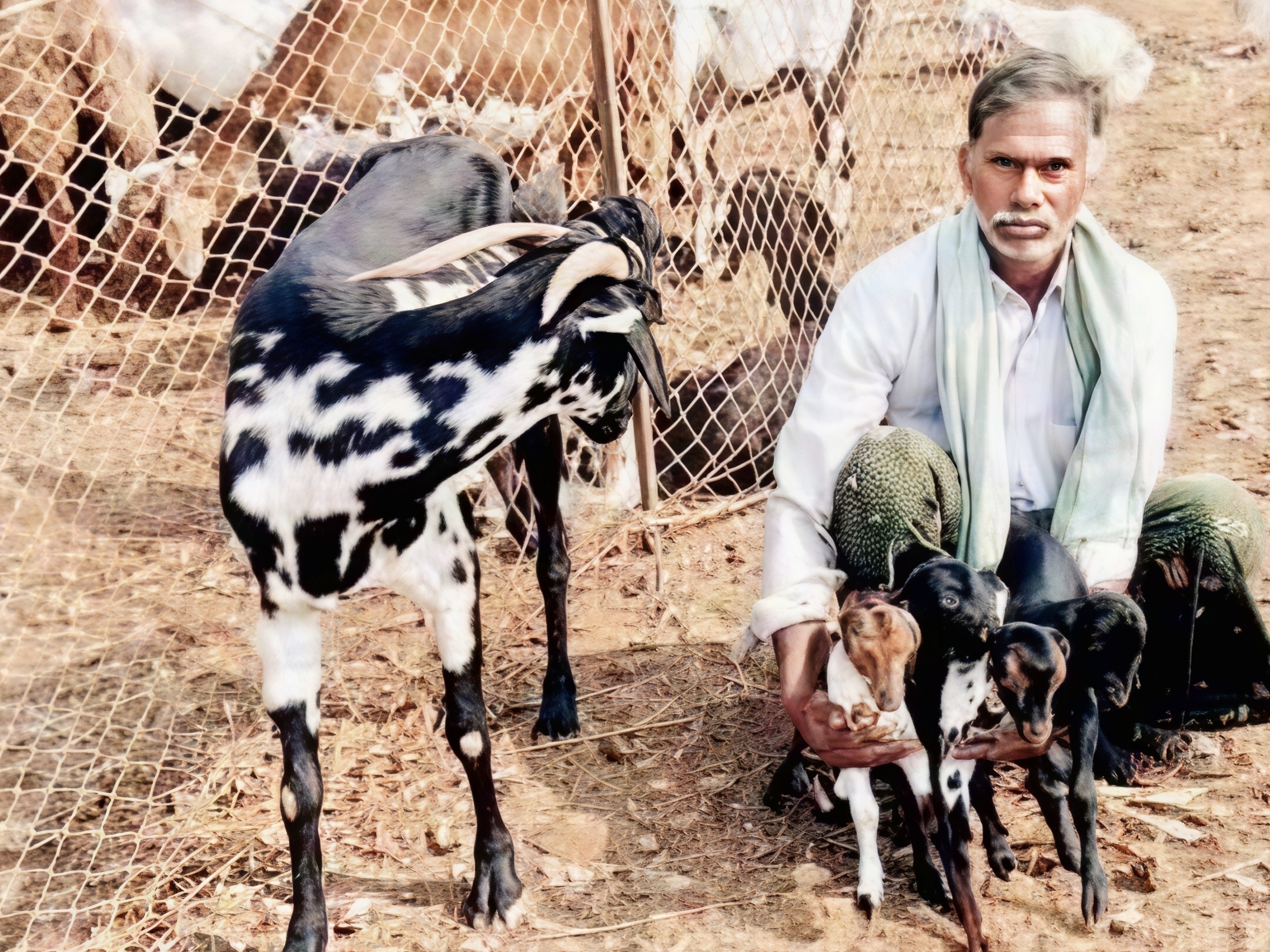 ఒకే ఈతలో నాలుగు మేకపిల్లలు జననం