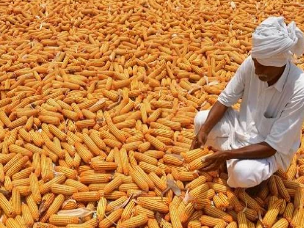 ఉమ్మడి జిల్లాలో మక్క రైతులకు ఇబ్బందులు