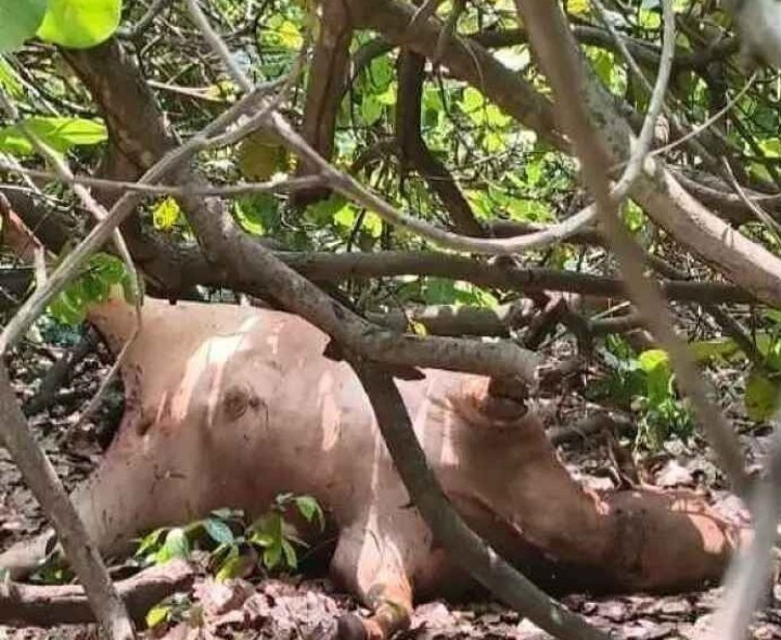 ఎద్దుపై పులి దాడి.. భయాందోళనలో ప్రజలు..!