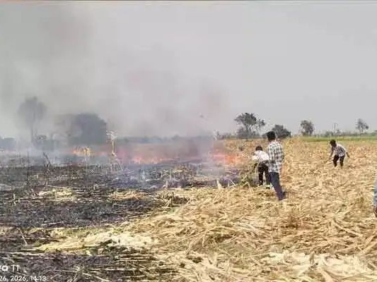 15 ఎకరాల మొక్క జొన్న దగ్ధం