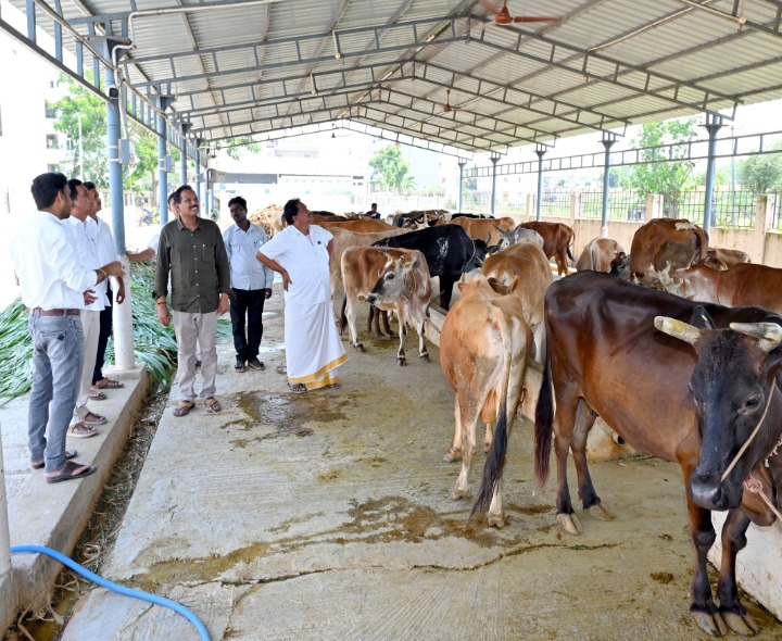 కాణిపాకం గోశాలలో ఆకస్మిక తనిఖీలు