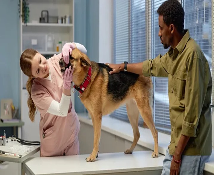 హైదరాబాద్‌లో కుక్కల రక్తంతో వ్యాపారం