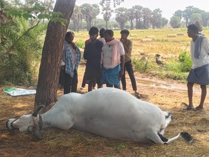 సుల్తాన్ పూర్‌లో పిడుగుపాటుతో ఎద్దు మృతి