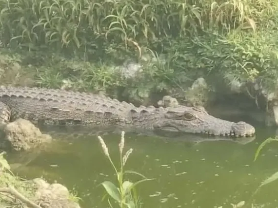 వాగులో మొసలి సంచారం