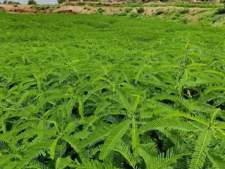 రేపు జీలుగ విత్తనాల పంపిణీ