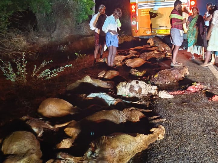 గొర్రెల గుంపు పైకి దూసుకు వెళ్లిన బస్సు