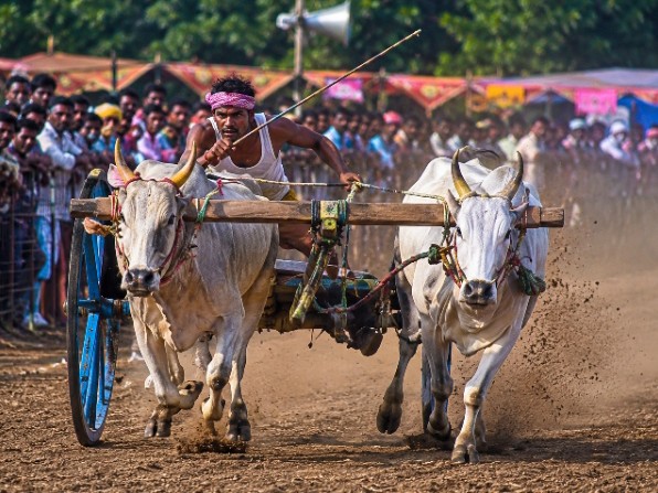 జూన్ 5న ఎడ్ల పరుగు పోటీలు