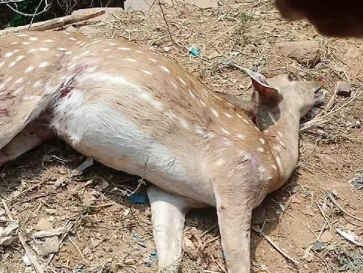 పుల్లంపేట: కుక్కల దాడిలో జింక మృతి