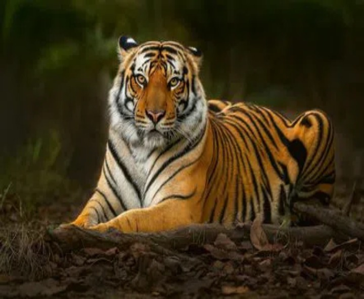 పెద్దపులుల సంచారం.. భయాందోళనలో ప్రజలు