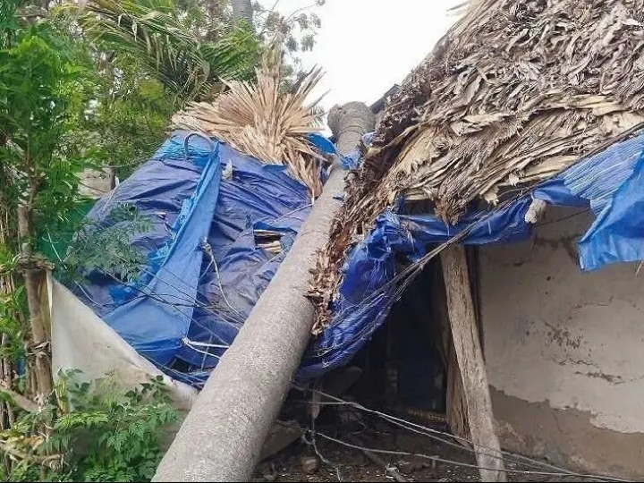 ఆకివీడులో పూరింటిపై పడ్డ తాటిచెట్టు..!