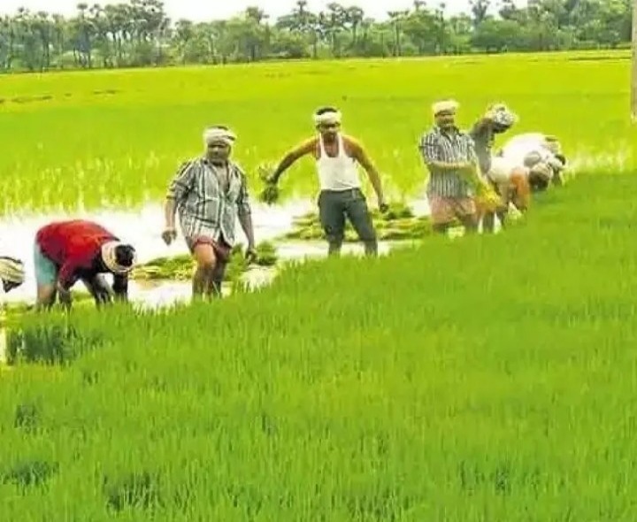 డెల్టా సాగుకు సాగునీటి విడుదల తేదీ ఖరారు