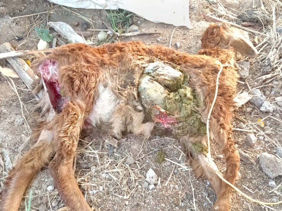 వీధి కుక్కల దాడిలో గొర్రెపిల్ల మృతి