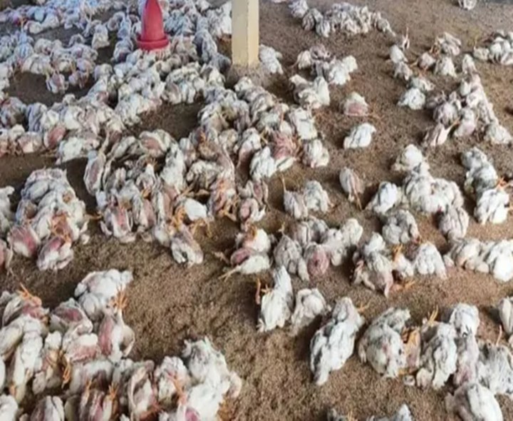 నాలుగు రోజుల్లో.. 18 లక్షల కోళ్లు మృతి