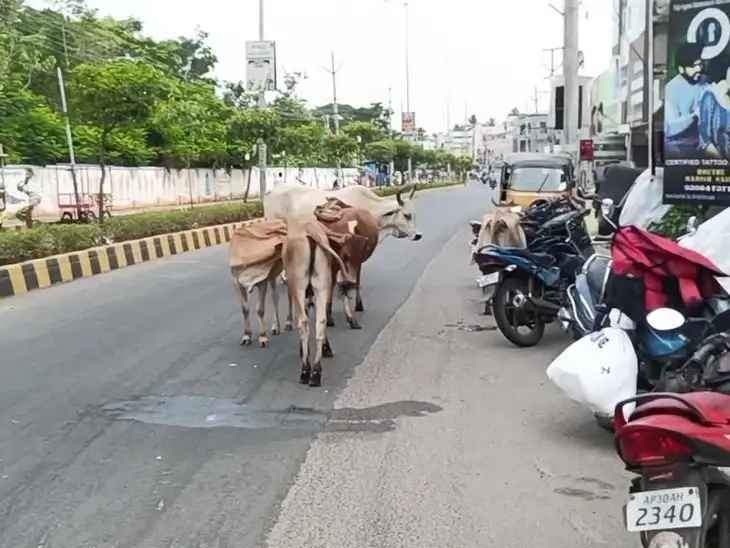 శ్రీకాకుళంలో రోడ్లపై పశువులదే ఇష్టా రాజ్యం
