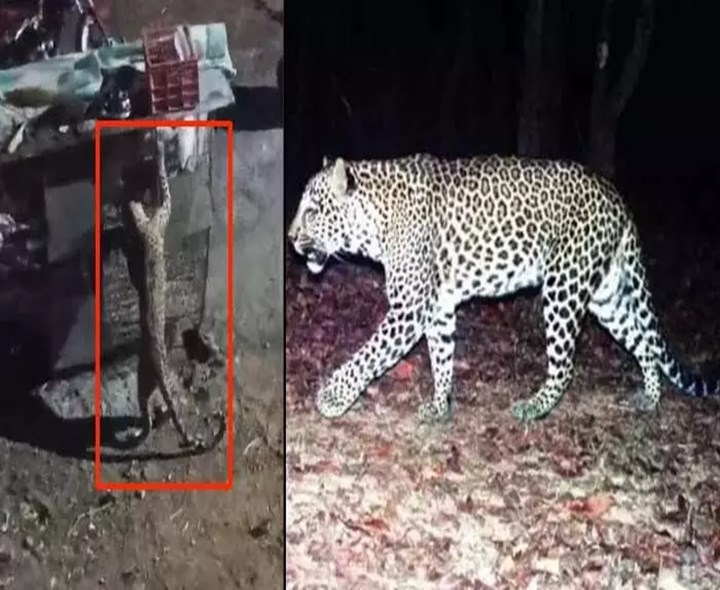 ALERT: శ్రీశైలం జెన్‌కో కాలనీలో చిరుత కలకలం