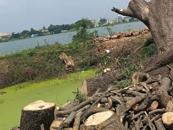 ప్రభుత్వ పరంబోకుస్థలంలో వృక్ష సంపద మాయం!