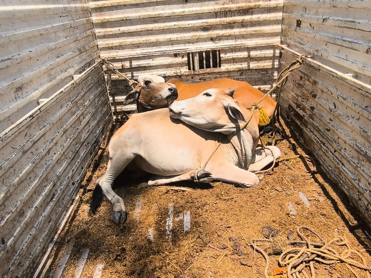 దూడలను తరలిస్తున్న వాహనం పట్టివేత