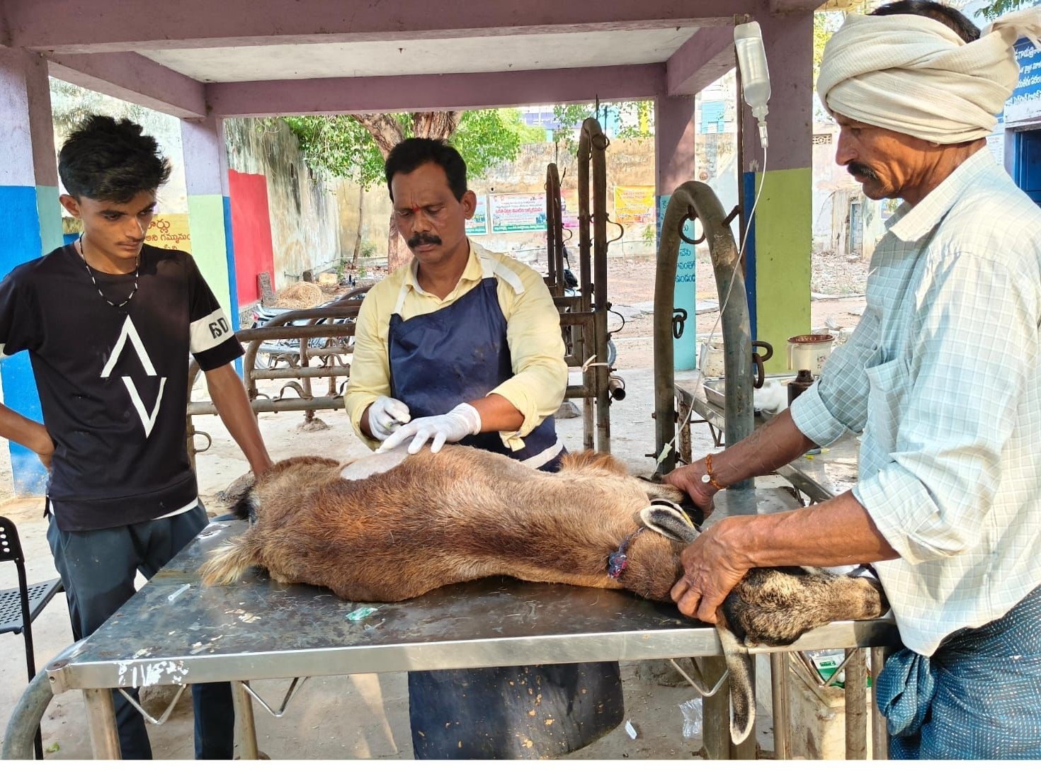 గొర్రెల ప్రాణాల మీదికి తెచ్చిన ‘అన్నం’!