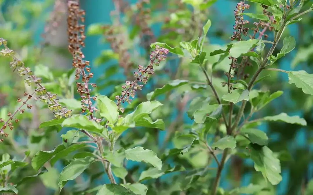 క్యాన్సర్ రాకుండా ఉండాలంటే వీటిని తినండి