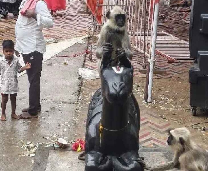 అరుదైన దృశ్యం.. ఒంటె వాహనంపై వానరం
