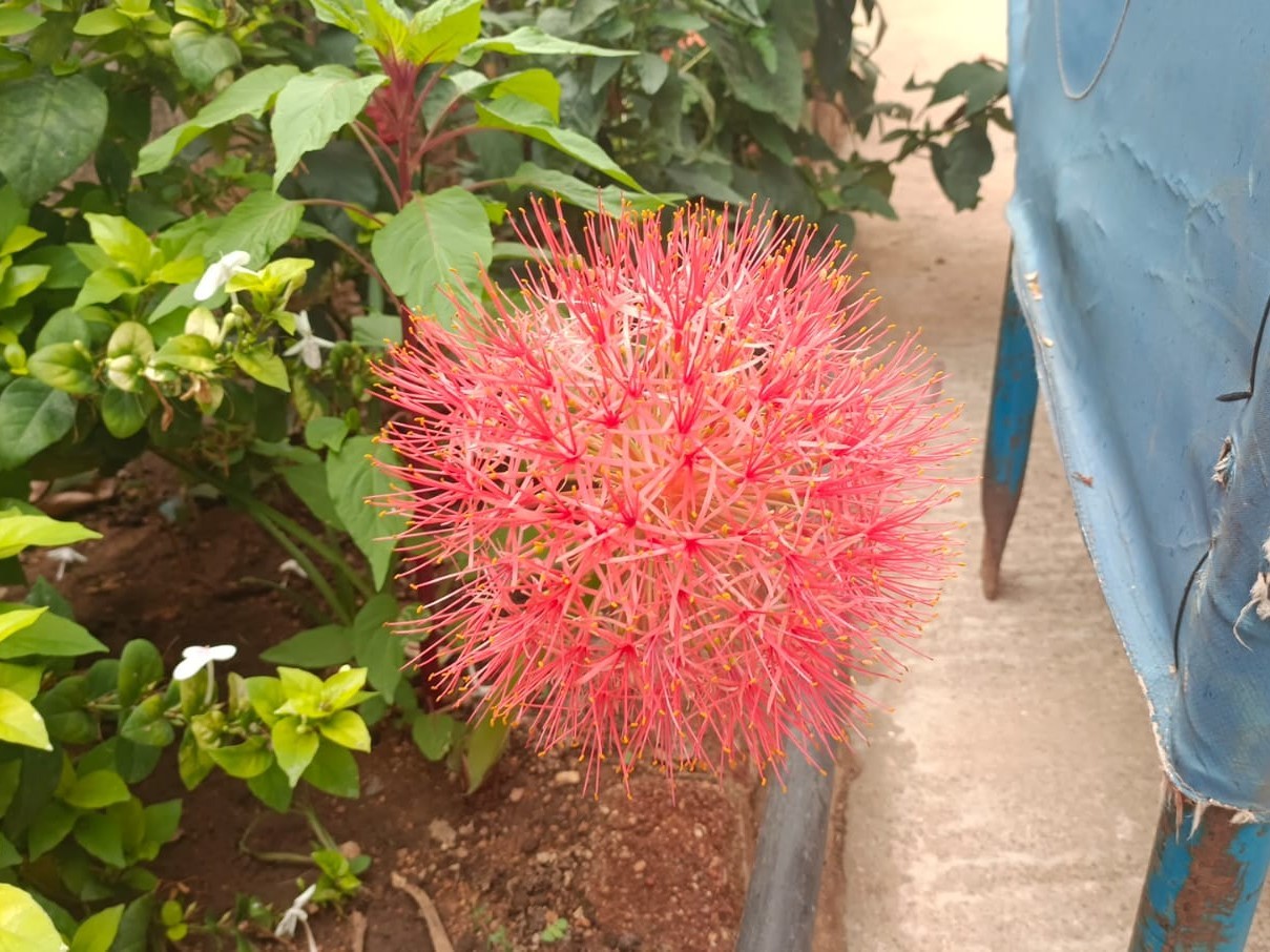 వికసించిన మే పుష్పం