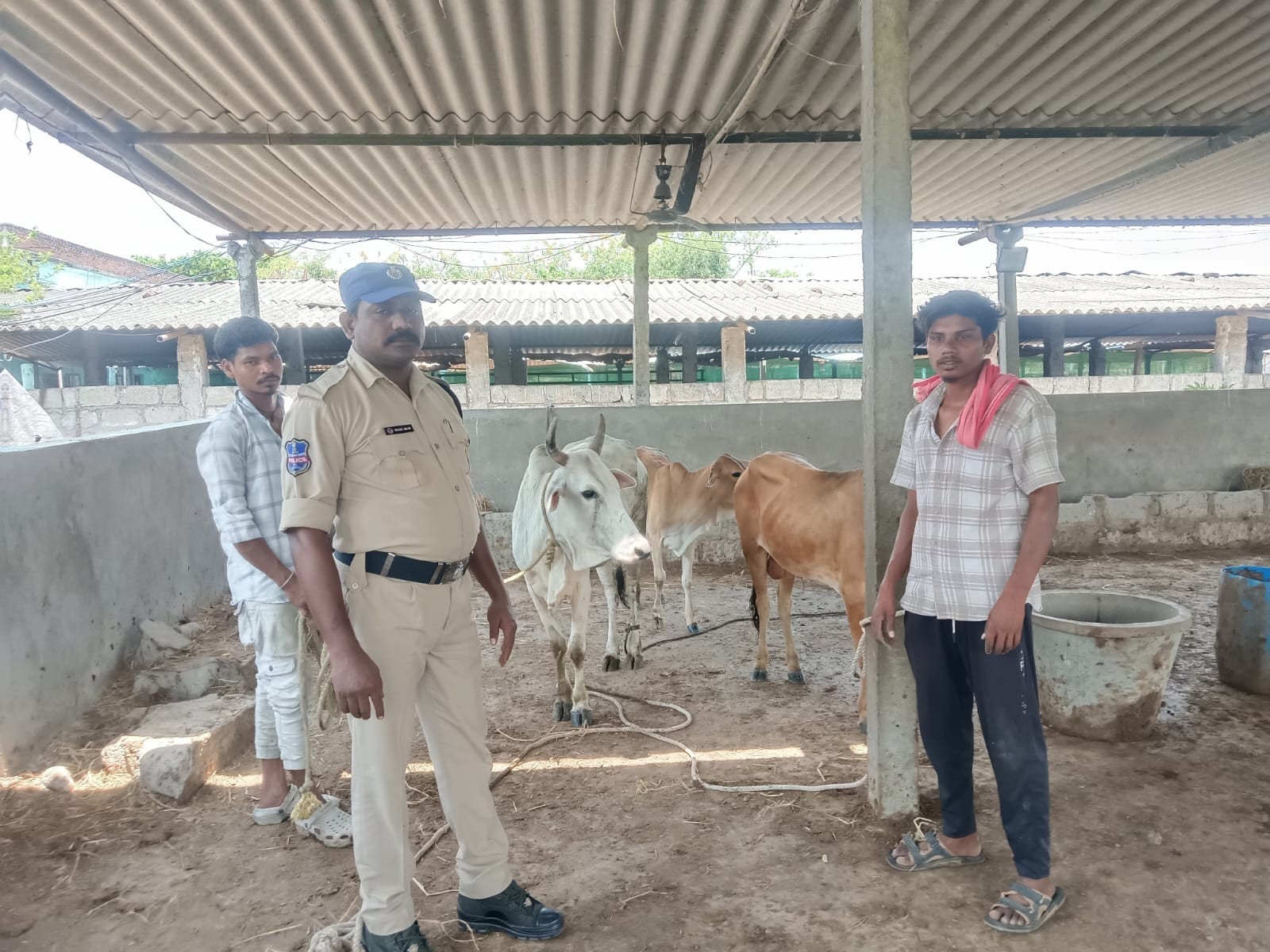 అక్రమంగా పశువులు తరలిస్తున్న ముగ్గురిపై కేసు నమోదు