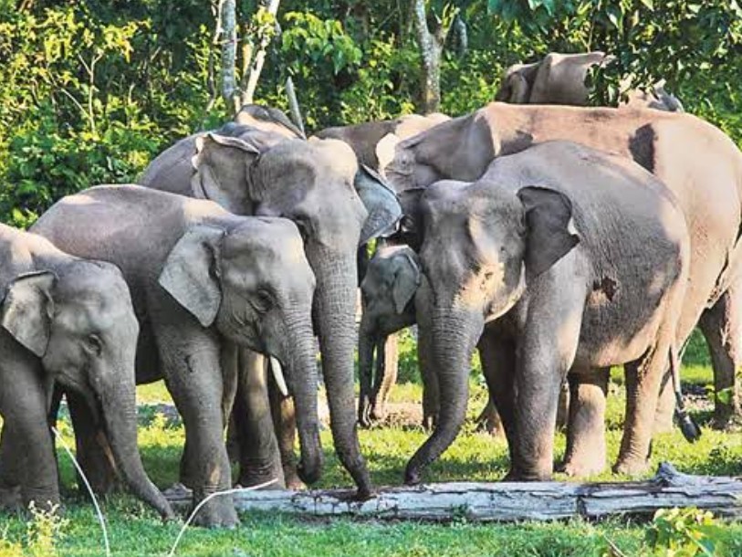 రేపటి నుంచి ఏనుగుల గణన