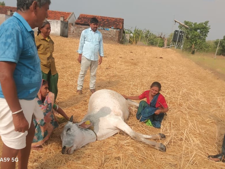 పిడుగు పాటుతో ఎద్దు మృతి
