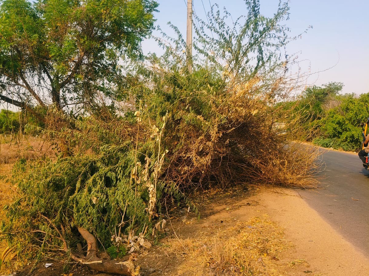 రోడ్డుపై పడిన తుమ్మచెట్టు.. వాహనదారుల ఇబ్బందులు