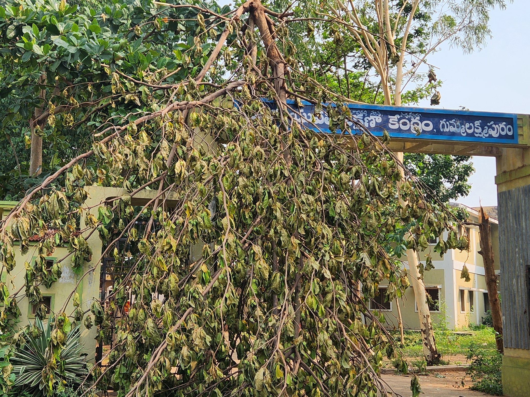 కూలిన చెట్టు తొలగింపులో నిర్లక్ష్యం..!