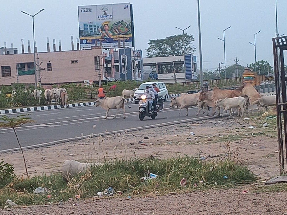 ఆవుల సంచారం.. భయాందోళనలో వాహనదారులు