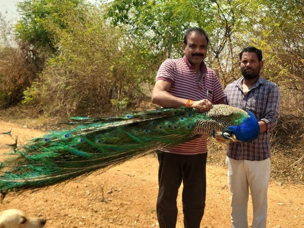 విద్యుత్ షాక్‌తో జాతీయ పక్షి మృతి