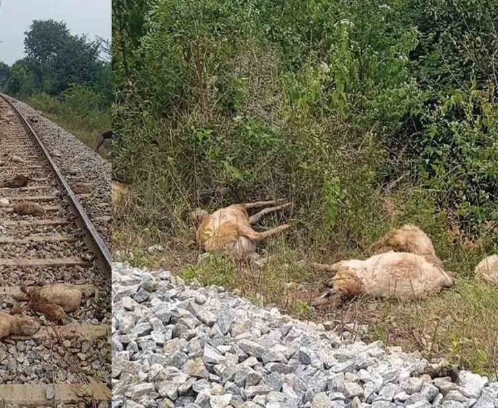 రైలు ఢీకొని 19 గొర్రెలు మృతి
