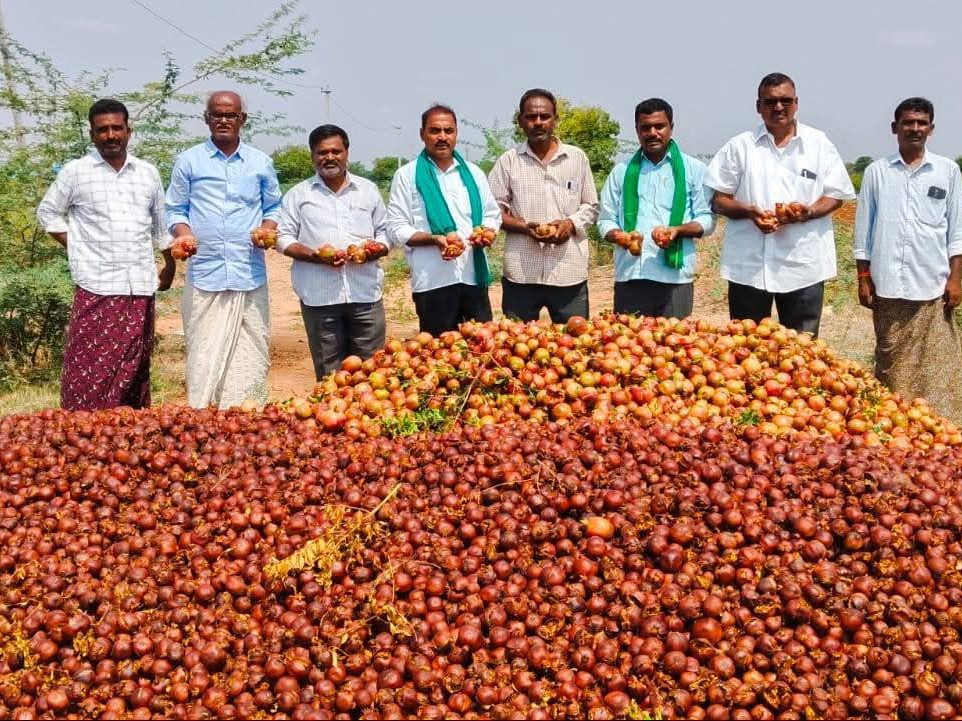 దానిమ్మ పంట పరిశీలన.. పరిహారానికి డిమాండ్