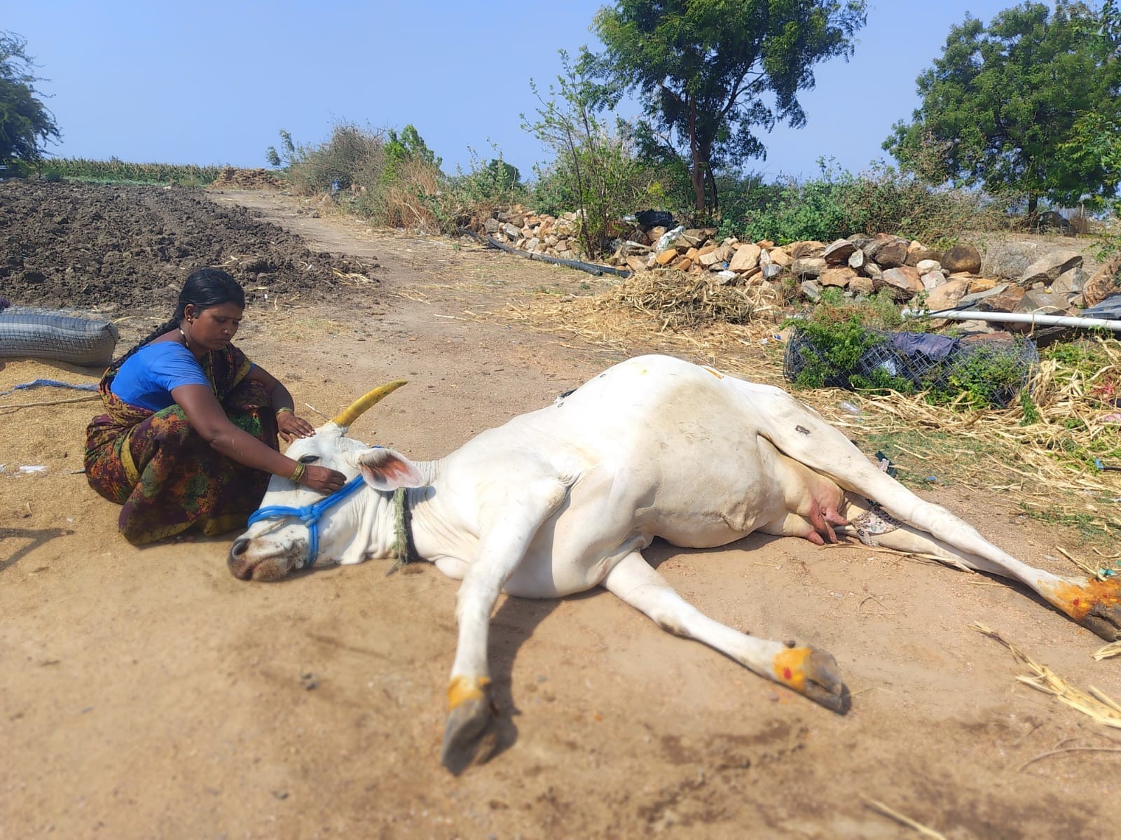 అనారోగ్యంతో ఆవు మృతి.. విషాదంలో రైతు
