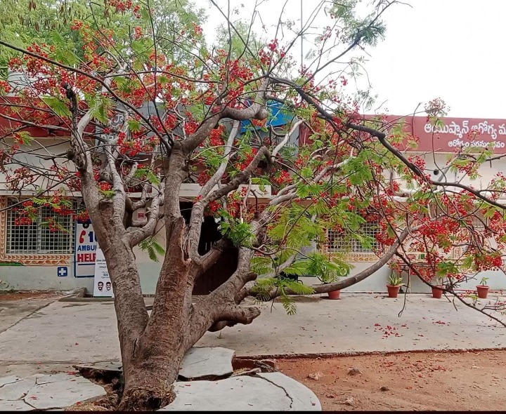 ఆసుపత్రి ఎదుట కూలిన భారీ వృక్షం