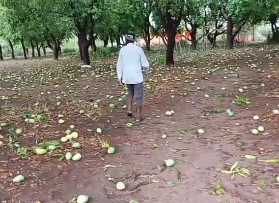 ఈదురు గాలులకు నెలకొరిగిన మామిడి