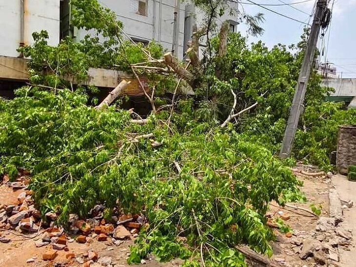 నరికేసిన చెట్టుకు మళ్ళీ పునర్ వైభవం