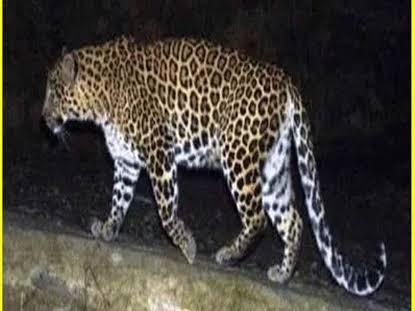 సిర్పూర్‌లో చిరుత కలకలం