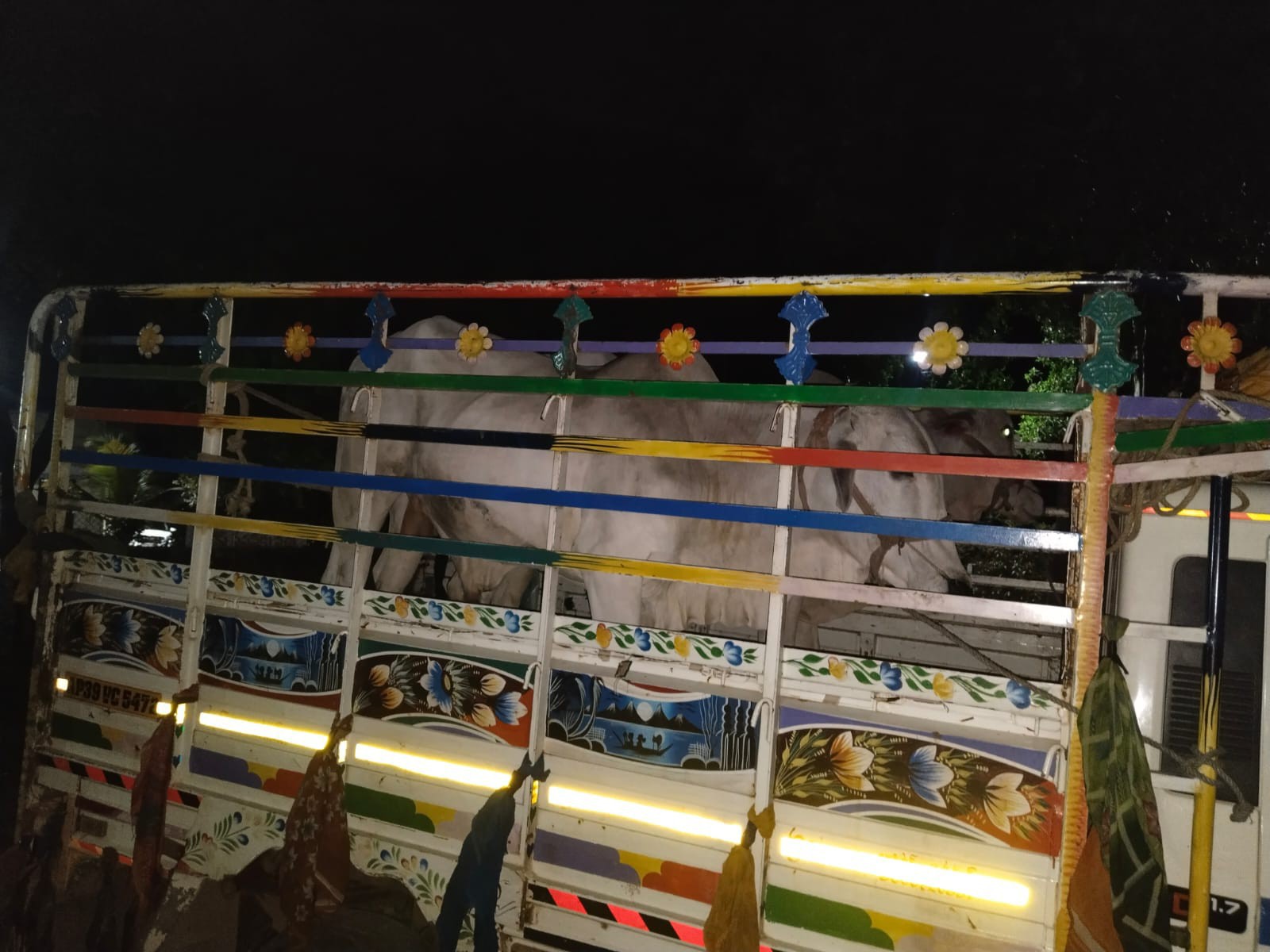 అక్రమంగా తరలిస్తున్న గోవులు పట్టివేత!