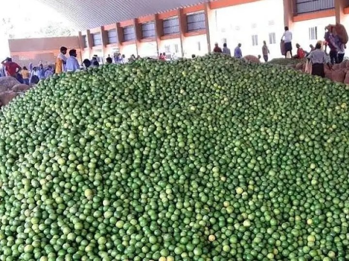 నిమ్మ ధర పతనం.. రైతుల్లో ఆందోళన