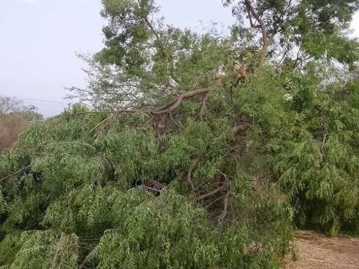 ఈదురు గాలులు.. మహావృక్షాలు నేలమట్టం